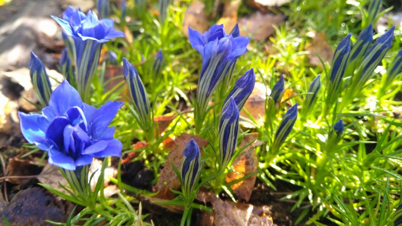 Gentiana sino-ornata 'Eugens Allerbester' Горечавка китайская украшенная